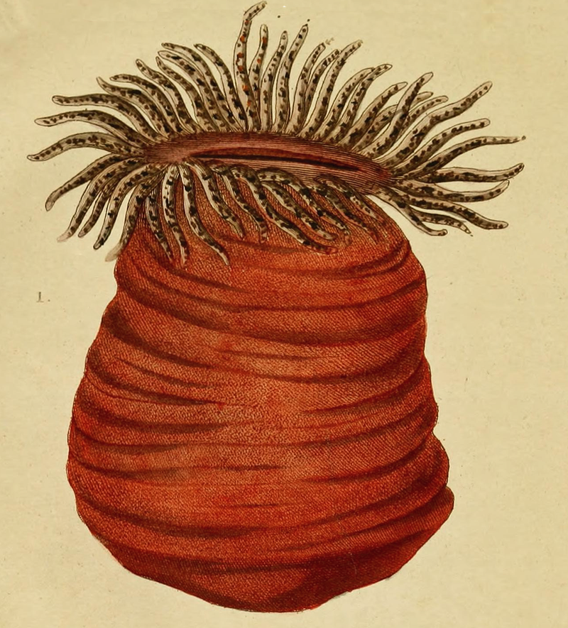 800x885 orange sea anemone drawing - Sea Anemone Drawing