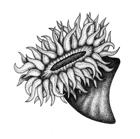 570x567 sea anemone orignal drawing etsy - Sea Anemone Drawing