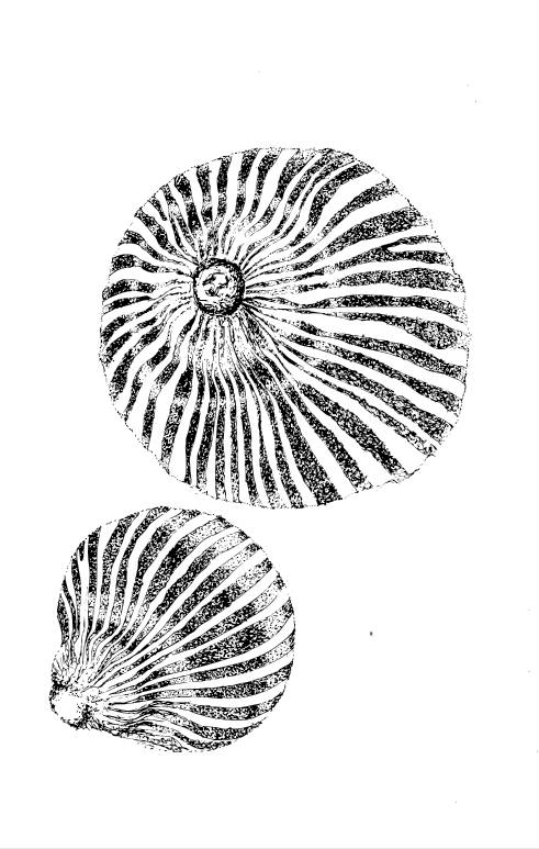 491x773 sea anemone project zoe davidson jewellery - Sea Anemone Drawing