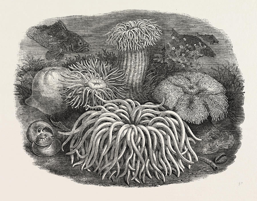 900x705 sea anemones in the gardens of the zoological society drawing - Sea Anemone Drawing