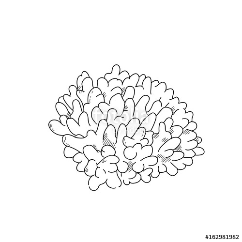 500x500 sea anemone hand drawn sketch illustrations design stock photo - Sea Anemone Drawing