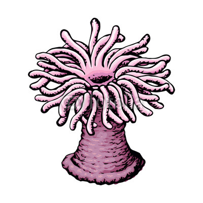 400x400 sea anemone vector sketch buy photos ap images detailview - Sea Anemone Drawing