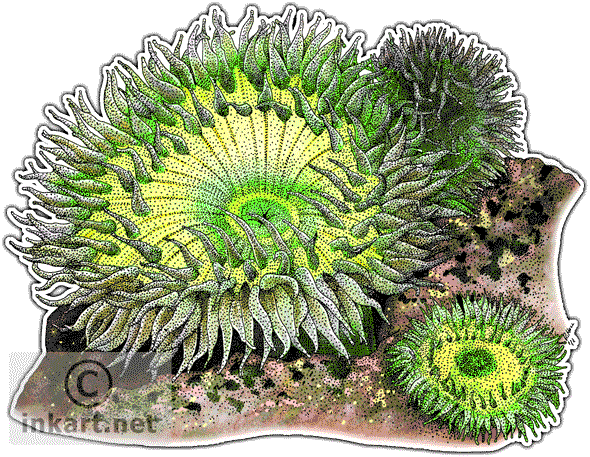 590x457 wildlife art tide pool animals - Sea Anemone Drawing