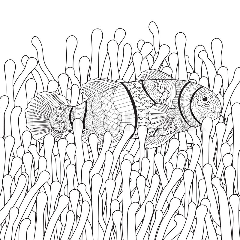 800x800 clown fish in sea anemones with high stock vector colourbox - Sea Anemone Drawing