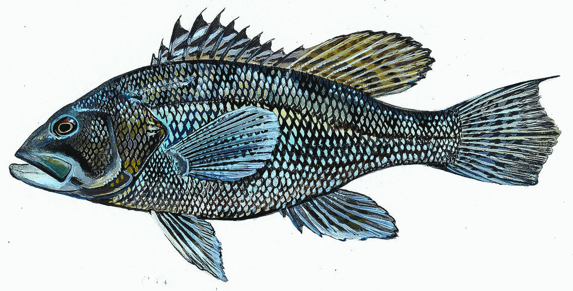 1137x579 fishing forecast plenty of sea bass for the taking outdoors - Sea Bass Drawing