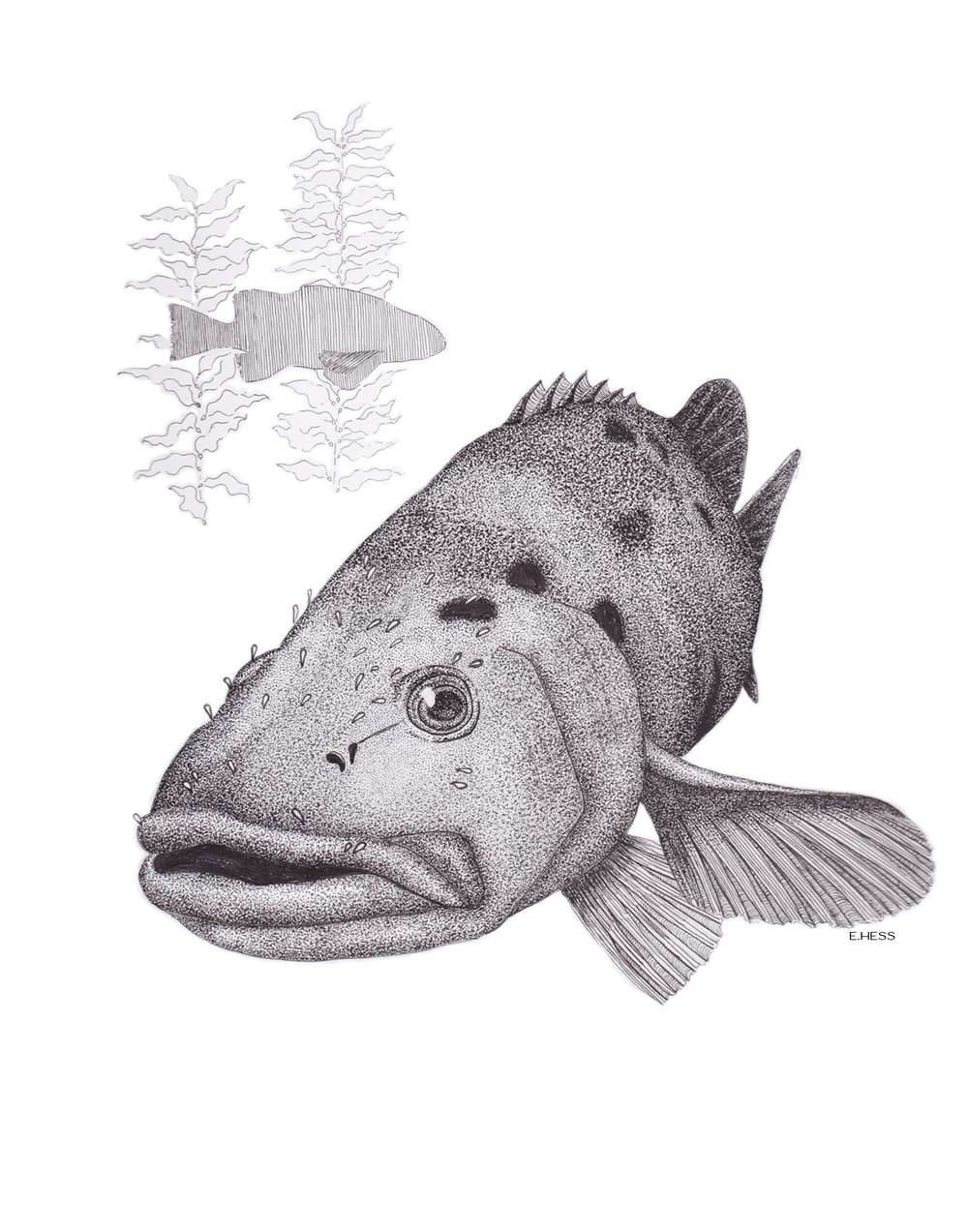 1000x1273 giant black sea bass emily hess design - Sea Bass Drawing