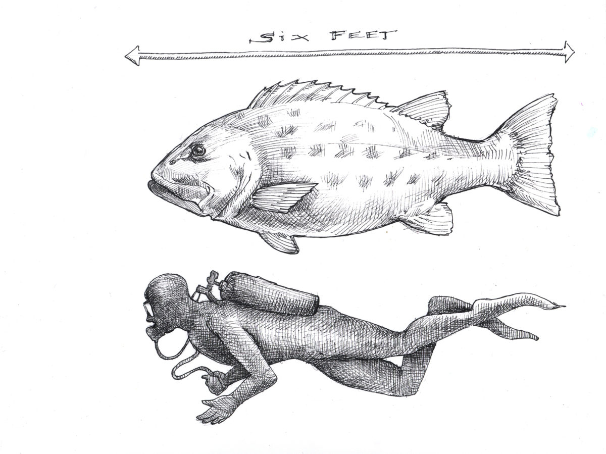 1200x899 giants ucsc science notes - Sea Bass Drawing
