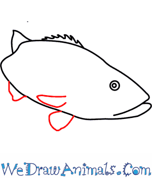300x350 how to draw a black sea bass - Sea Bass Drawing
