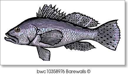 435x252 a drawing of a sea bass, art print barewalls posters prints - Sea Bass Drawing