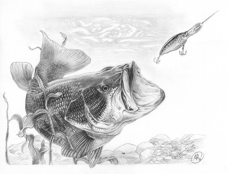 736x561 largemouth bass graphite pencil on paper, x - Sea Bass Drawing