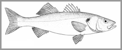 400x164 part biology and life history - Sea Bass Drawing
