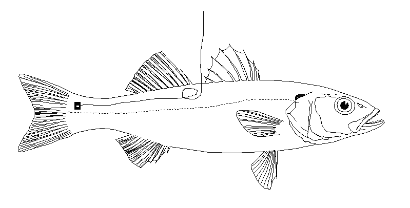 799x406 schematic of a european sea bass, illustrating the placement - Sea Bass Drawing