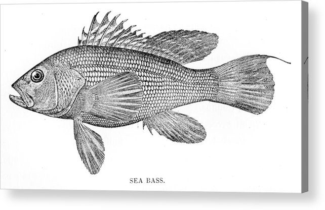 642x416 sea bass engraving acrylic print - Sea Bass Drawing