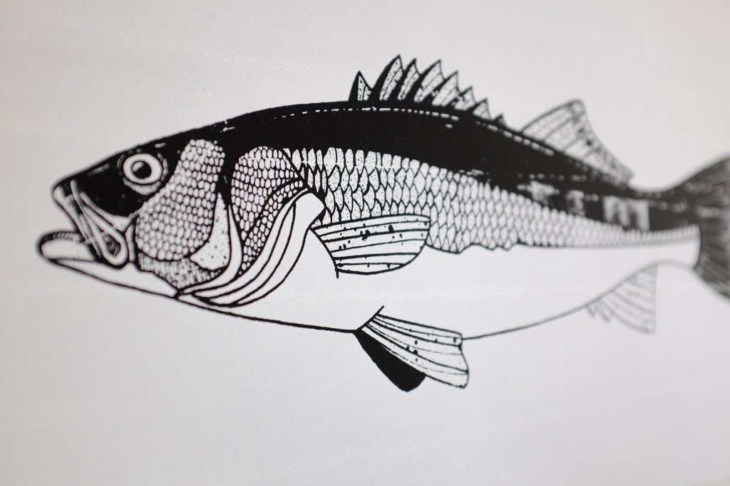 1024x683 sea bass screen print on wood small peter perch fish art shop - Sea Bass Drawing