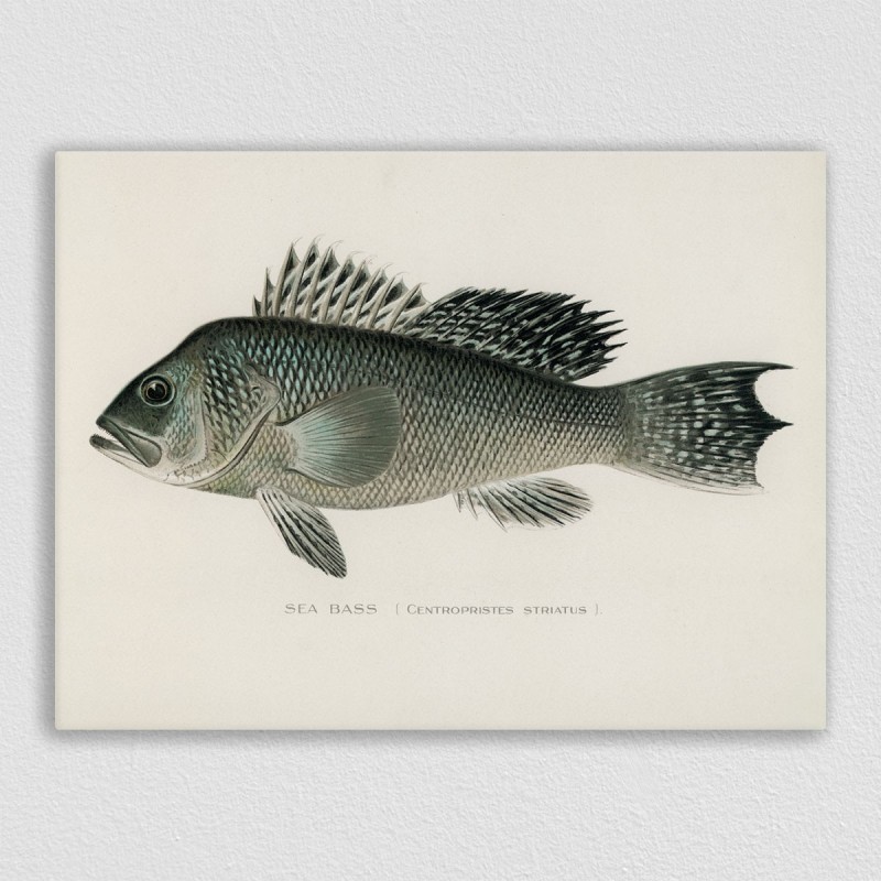 800x800 sea bass posters made of wood - Sea Bass Drawing