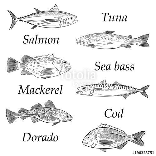 500x500 a set of painted popular sea fish salmon, tuna, cod, mackerel - Sea Bass Drawing