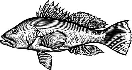 450x238 Stock Illustration - Sea Bass Drawing