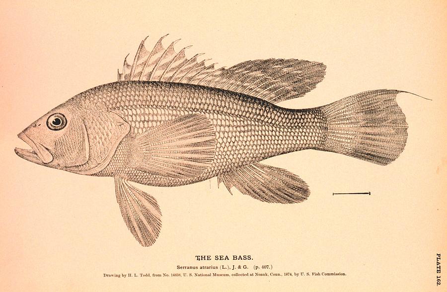 900x588 the sea bass drawing - Sea Bass Drawing