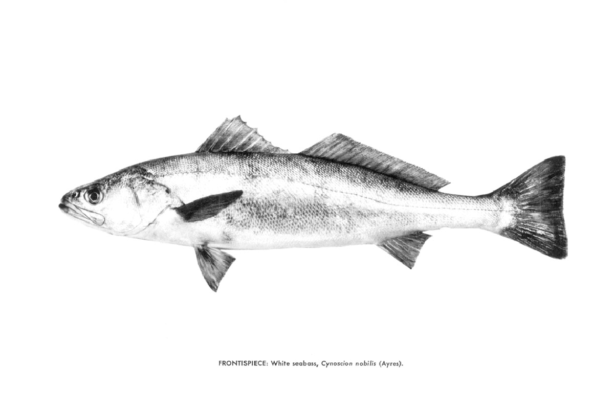 1200x808 white sea bass - Sea Bass Drawing