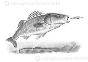 300x212 bass hitting a dexter wedge art drawing print present bass angler - Sea Bass Drawing