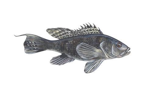 473x315 black sea bass - Sea Bass Drawing