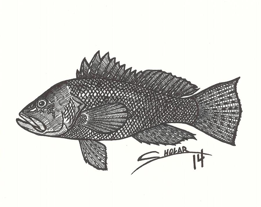 900x714 black sea bass drawing - Sea Bass Drawing