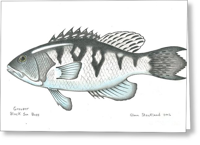 646x470 black sea bass drawing - Sea Bass Drawing