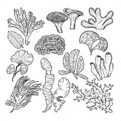 236x236 Drawing Underwater Coral Reef Coral Reef Coral Reef Art, Coral - Sea Coral Drawing