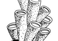 200x140 Sea Coral Coloring Pages Printable Coloring - Sea Coral Drawing