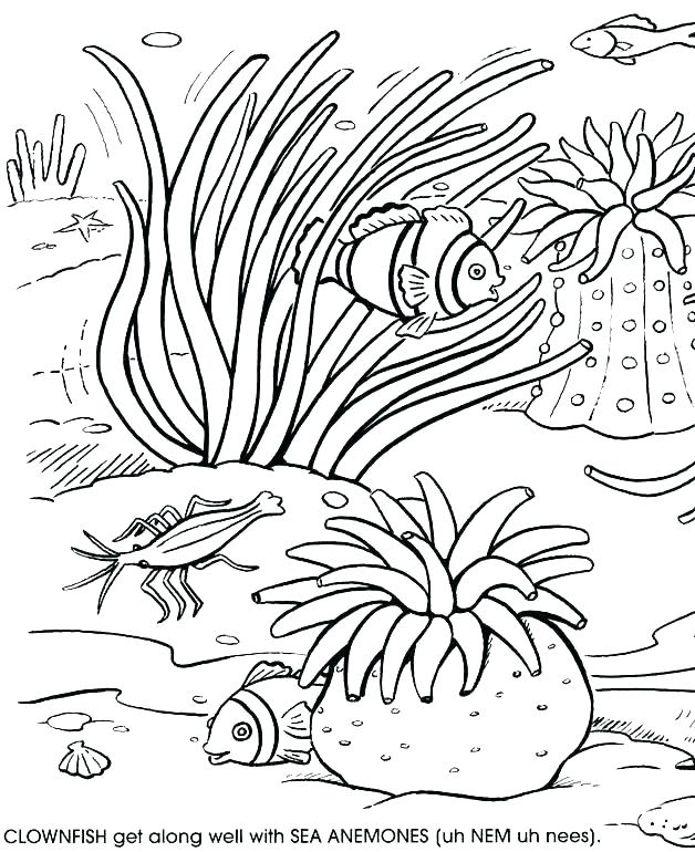 628x770 Sea Coral Coloring Pages With Coral Coloring Pages Ocean Coral - Sea Coral Drawing
