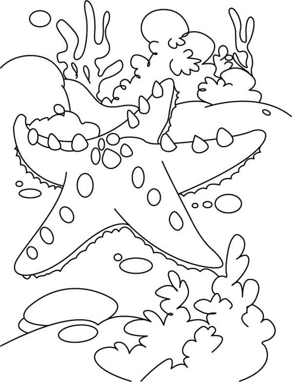 Sea Coral Drawing - Sea Coral Drawing. 