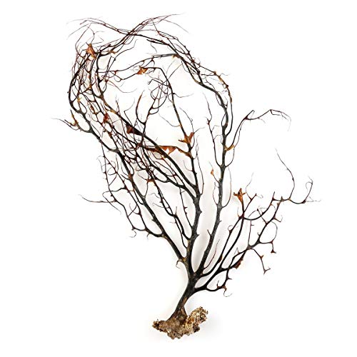 500x500 Sea Fan - Sea Coral Drawing