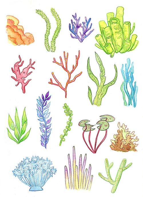Underwater Plants - Sea Coral Drawing. 