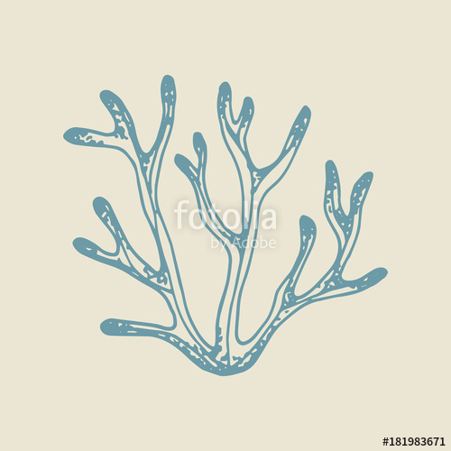 500x500 Sea Coral Hand Drawing Vector Sketch Stock Image And Royalty - Sea Coral Drawing
