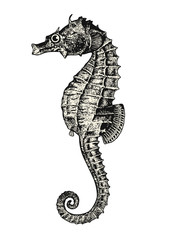 170x240 Summer, Beach And Ocean Vector Design Elements Collection Of Sea - Sea Coral Drawing