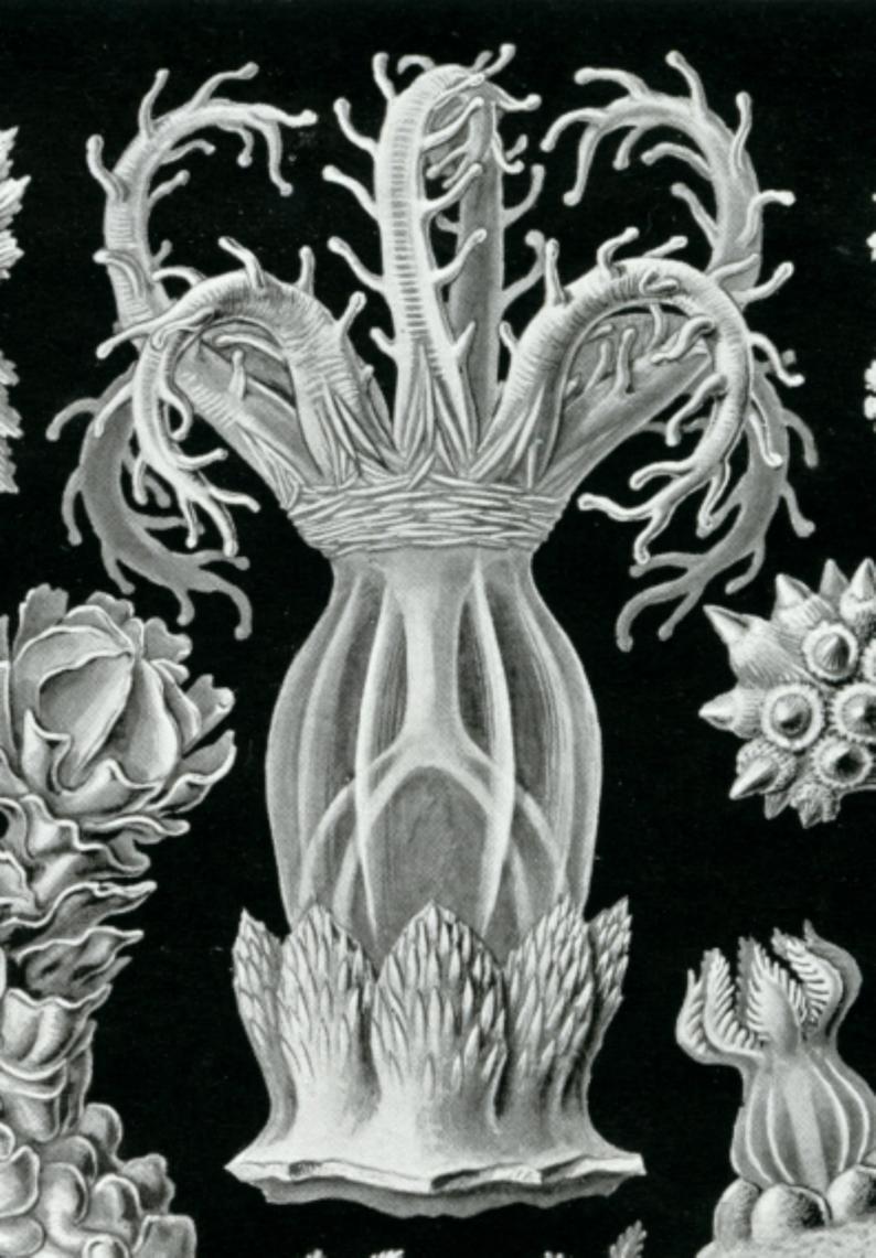 794x1141 coral drawing science drawing coral sea sea drawing etsy - Sea Coral Drawing