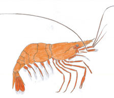 224x192 drawing sea creatures - Sea Creatures Drawing