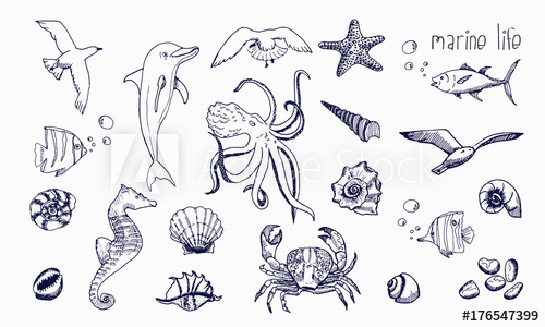 Sea Creatures Drawing at PaintingValley.com | Explore collection of Sea