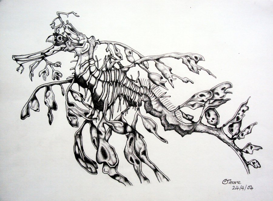 900x662 Leafy Sea Dragon Drawing - Sea Dragon Drawing
