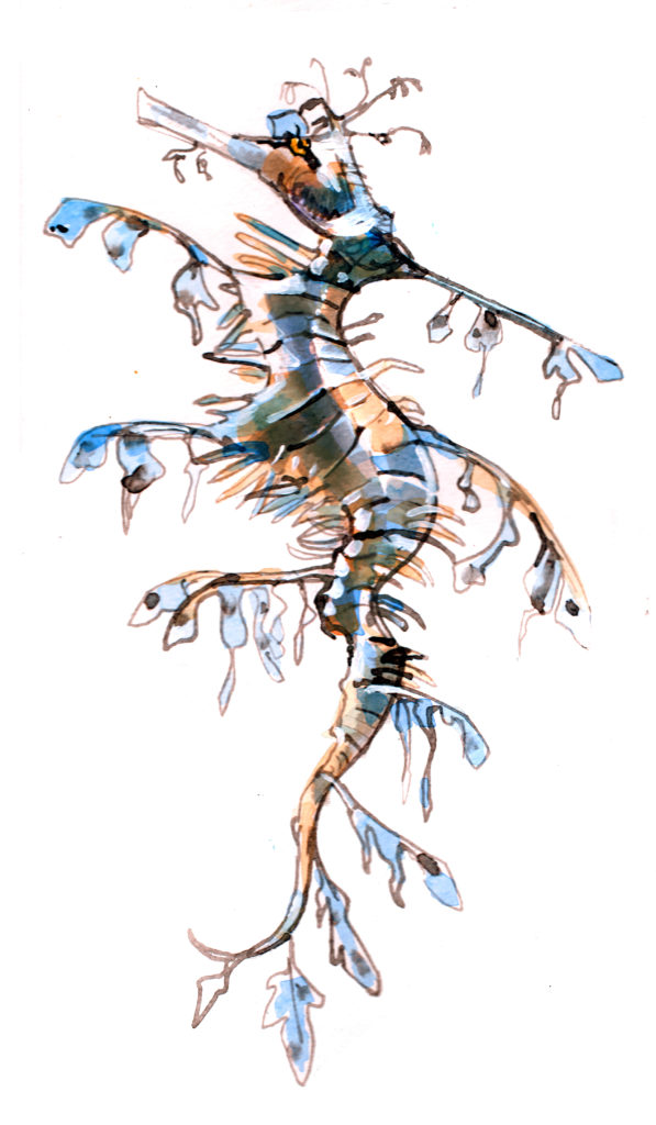 Sea Dragon Drawing At Paintingvalley Com Explore Collection Of