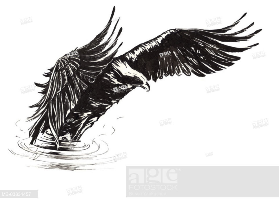 963x700 pencil drawing, sea, eagles, haul, sw, drawing, watercolor - Sea Eagles Drawing