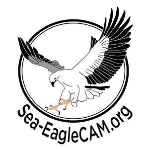 300x300 sea eaglecam live video chat - Sea Eagles Drawing