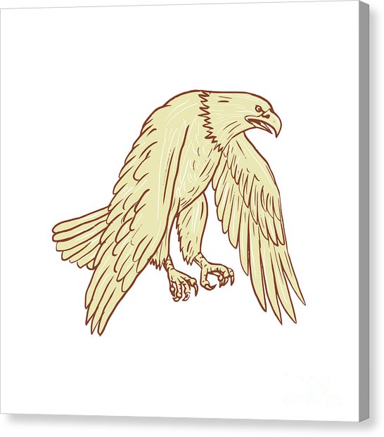 546x622 sea eagles canvas prints - Sea Eagles Drawing