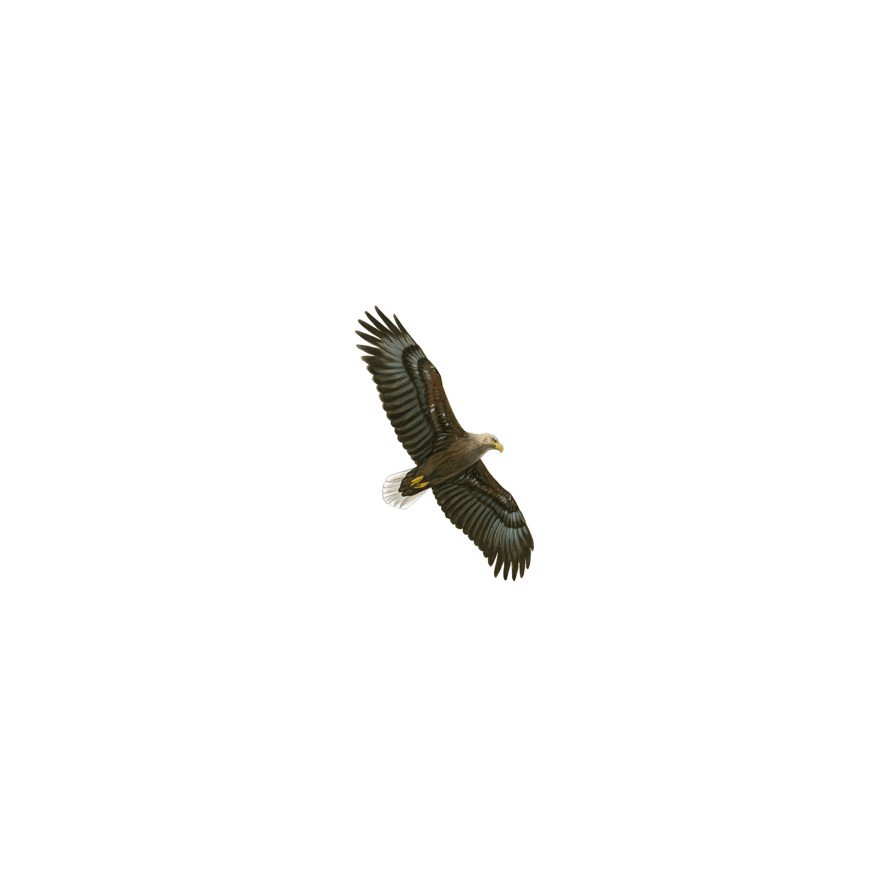 3000x3000 The Rspb White Tailed Eagle - Sea Eagles Drawing