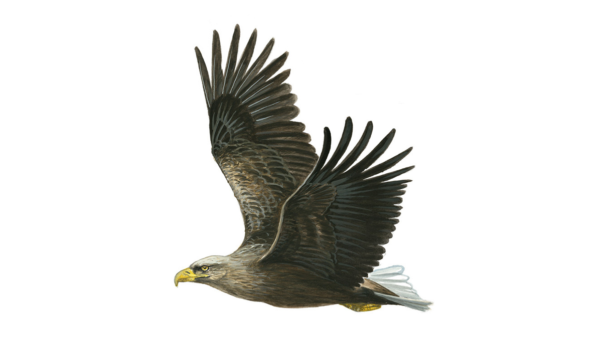 1200x675 white tailed eagle facts haliaeetus albicilla - Sea Eagles Drawing