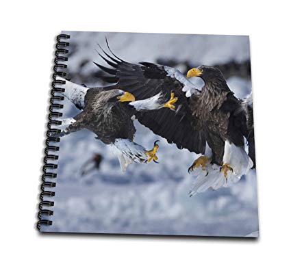 425x386 danita delimont - Sea Eagles Drawing