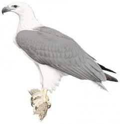 241x250 white bellied sea eagle - Sea Eagles Drawing