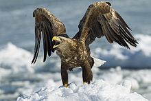 220x147 White Tailed Eagle - Sea Eagles Drawing