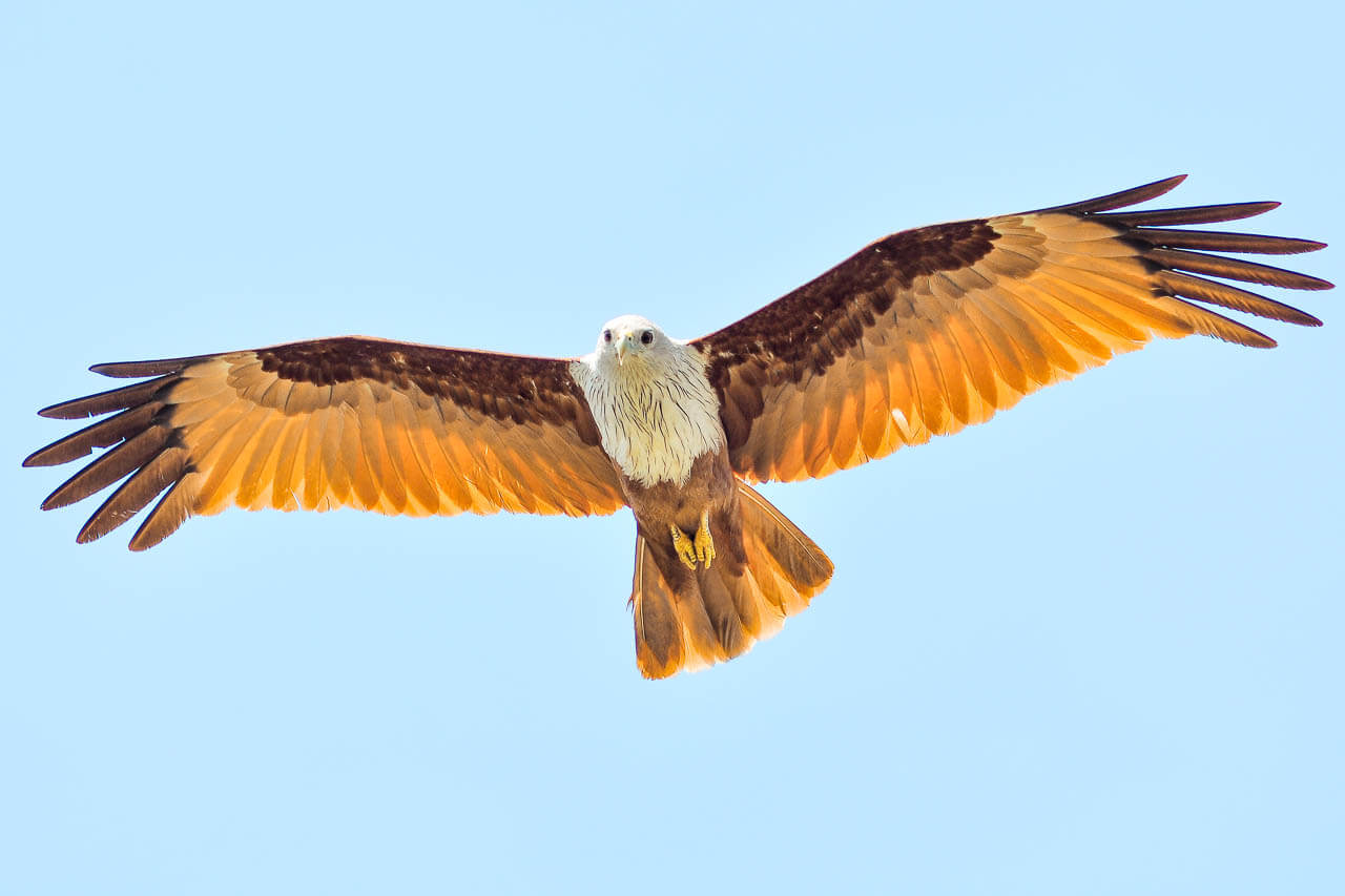 1280x853 birds of koh samui, thailand the best birds to see + faqs, gear, tips - Sea Eagles Drawing