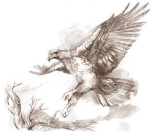 300x263 history of the tathra sea eagles - Sea Eagles Drawing